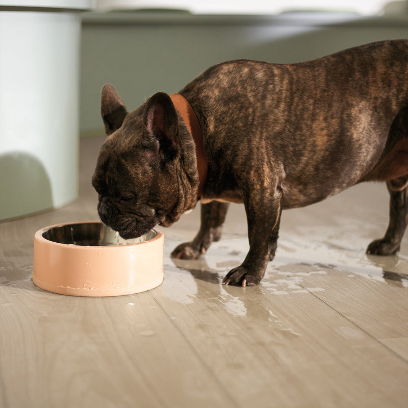 Dog drinking water from a bowl on a wooden floor